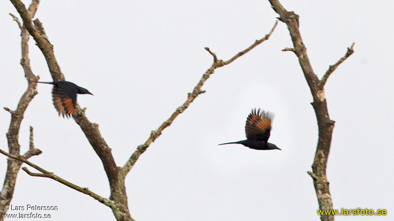 Chestnut-winged Starling