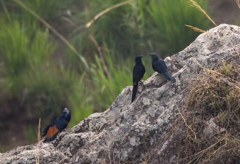 Neumann's Starling