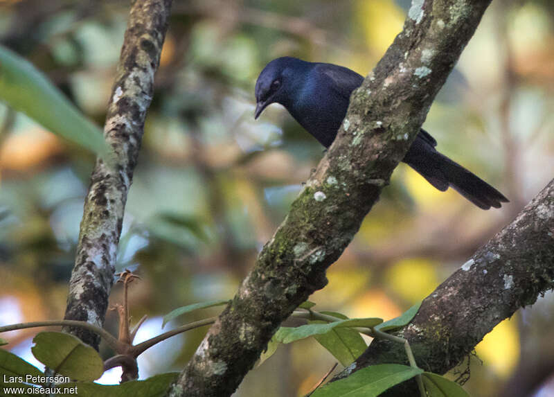 Stuhlmann's Starling male adult, identification