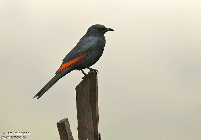 Red-winged Starling