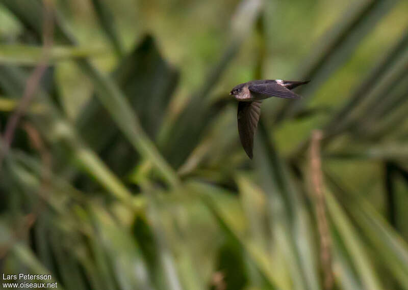 Salangane à croupion blanc, identification