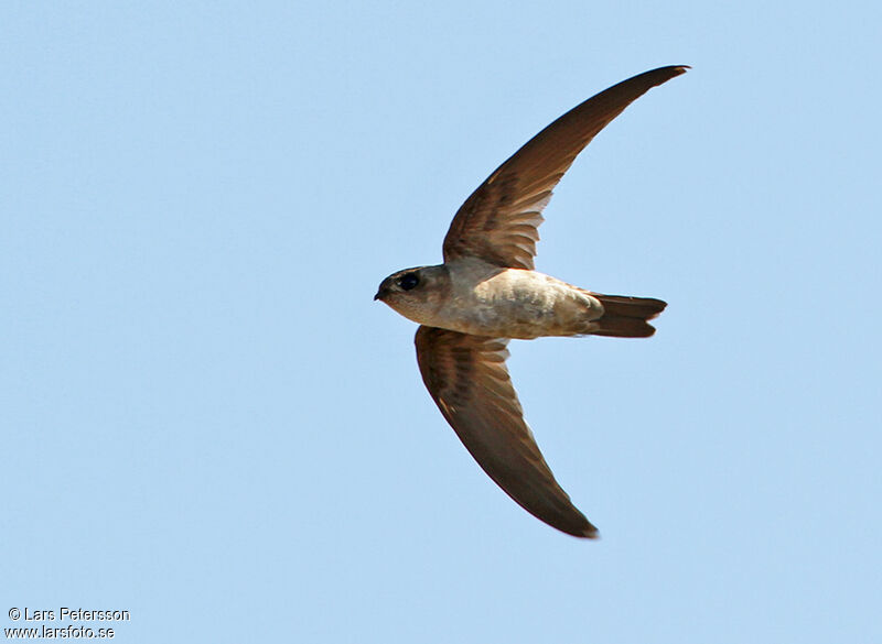 Edible-nest Swiftlet