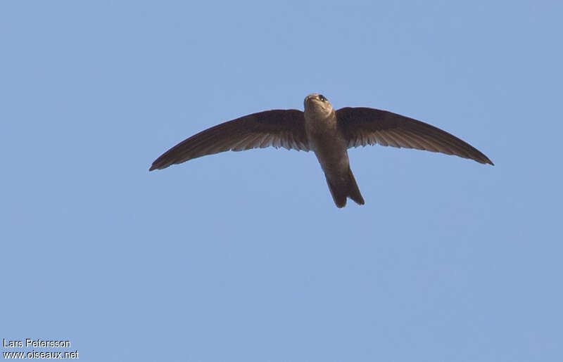 Indian Swiftlet