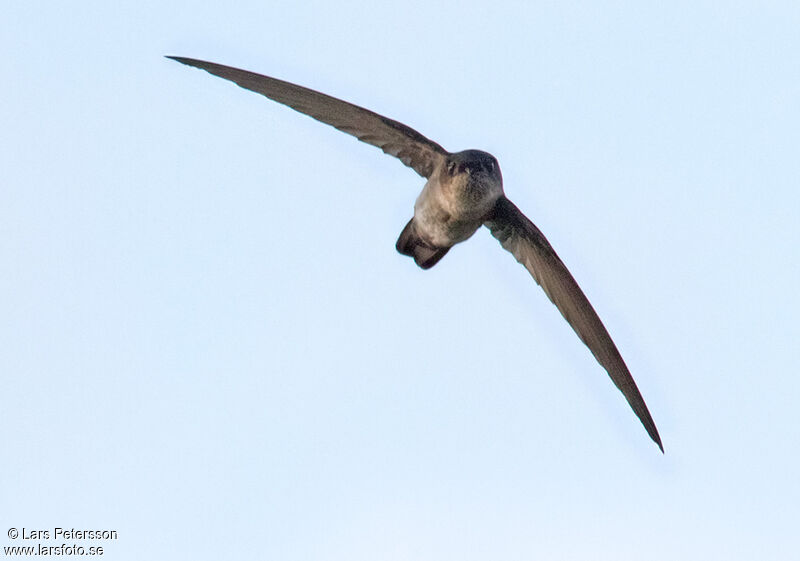 Uniform Swiftlet