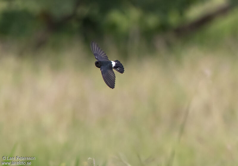 Glossy Swiftlet