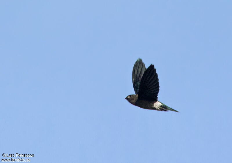 Glossy Swiftlet