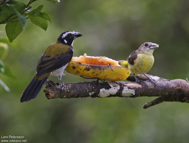 Saltator à ailes noiresadulte, régime