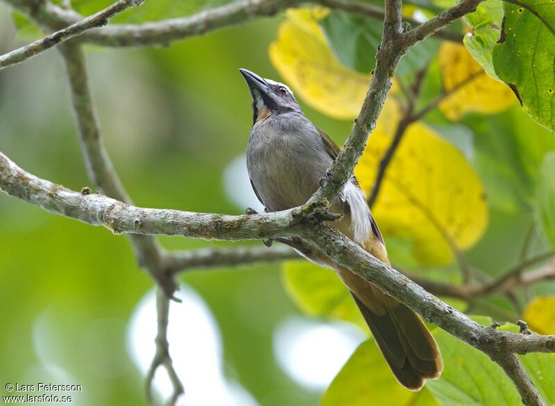 Saltator des grands-bois