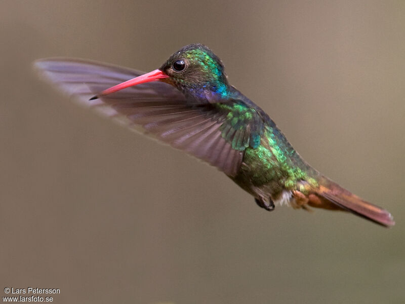 Rufous-throated Sapphire