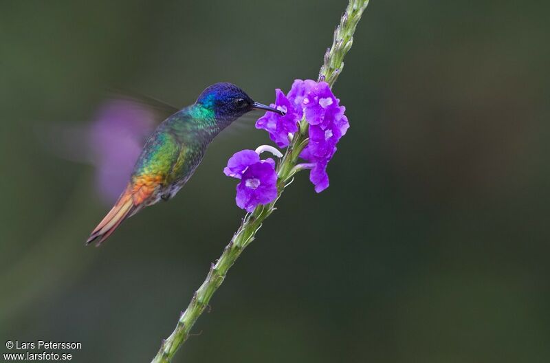 Golden-tailed Sapphire