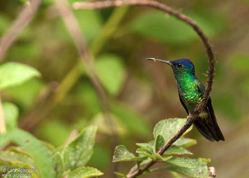 Golden-tailed Sapphire