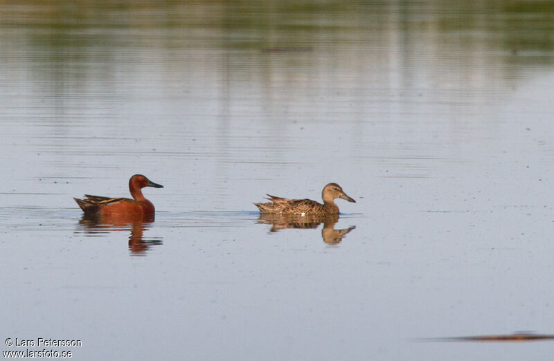 Cinnamon Teal