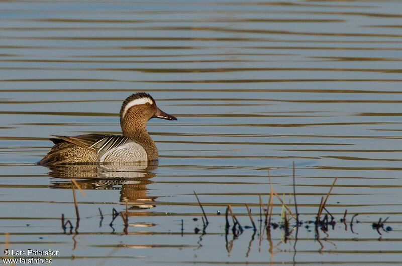 Garganey