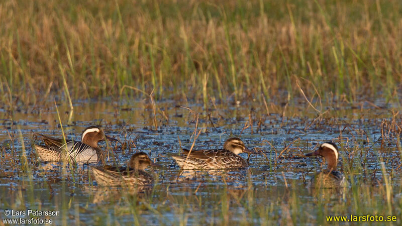 Garganey