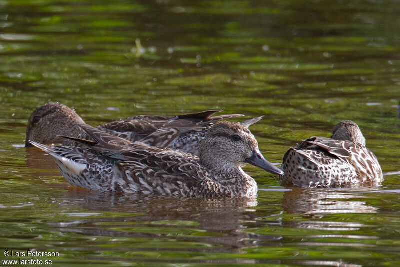 Eurasian Teal