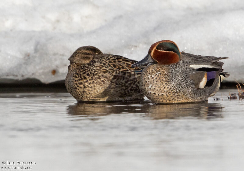 Eurasian Teal