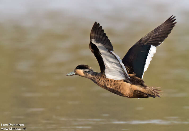 Blue-billed Tealadult, Flight