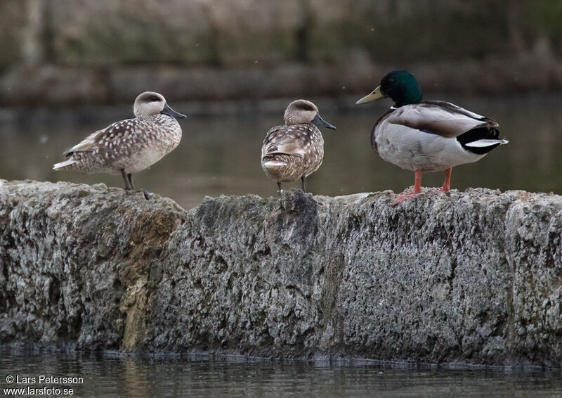 Marbled Duck