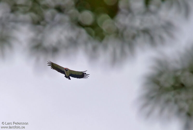 King Vulture