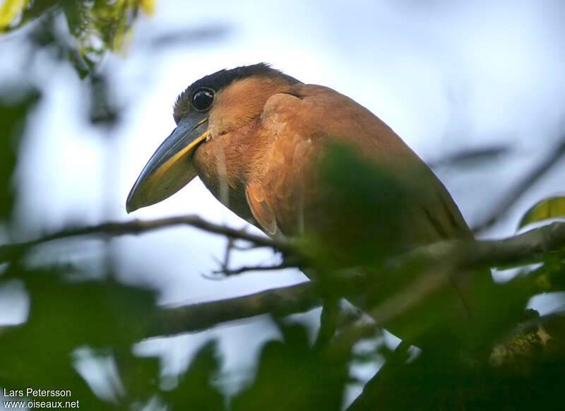 Boat-billed Heron, close-up portrait