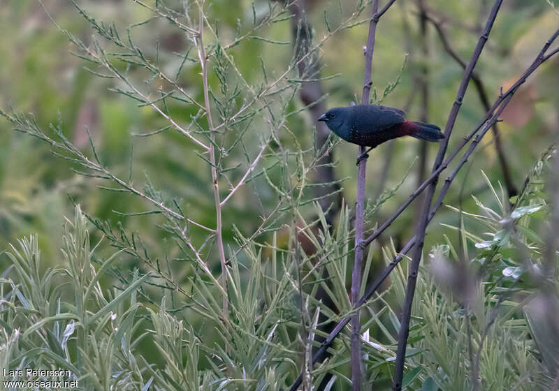 Sénégali sombre mâle adulte, identification