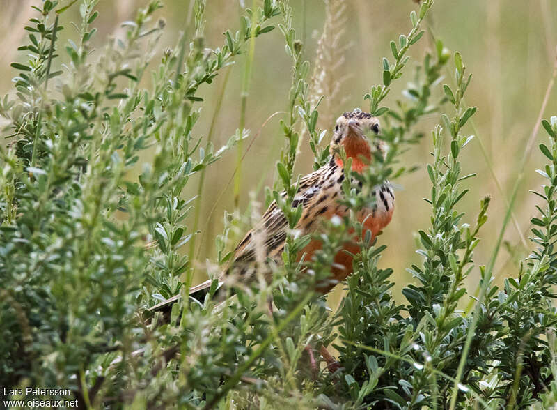 Sentinelle à gorge rose femelle adulte, identification