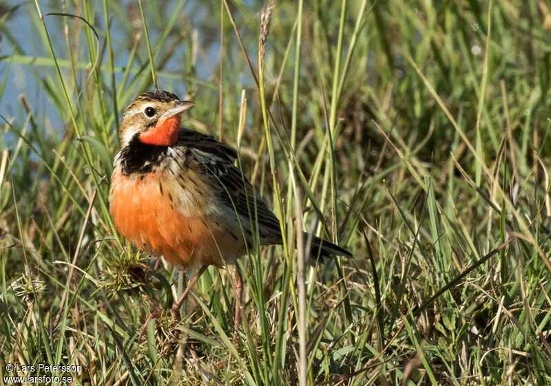 Rosy-throated Longclaw