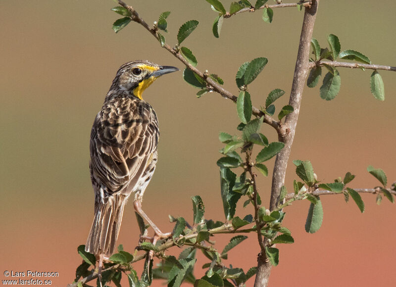 Pangani Longclawadult