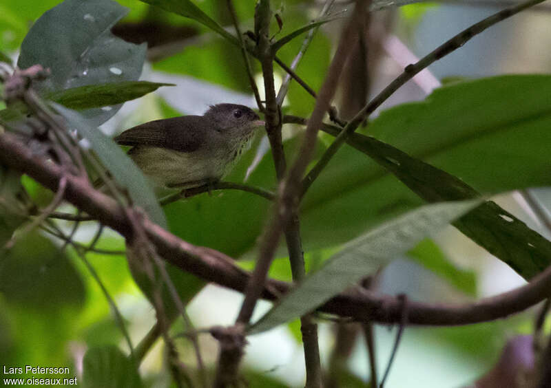 Séricorne à bec blanc, identification