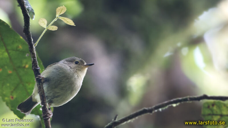 Large Scrubwren