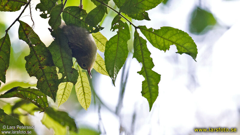 Large Scrubwren