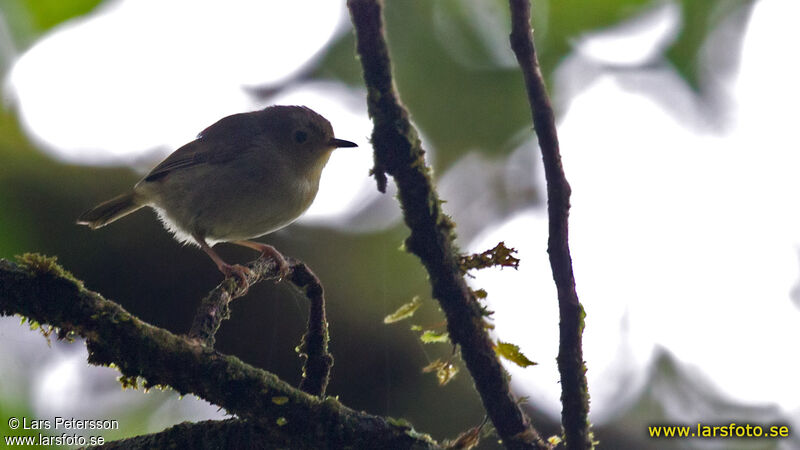 Séricorne montagnard