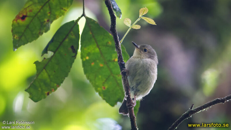 Large Scrubwren