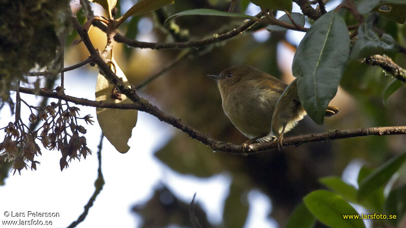 Large Scrubwren