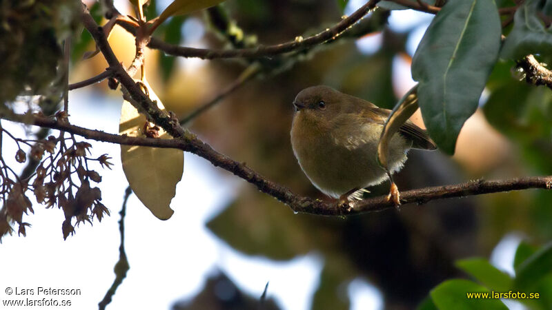 Large Scrubwren