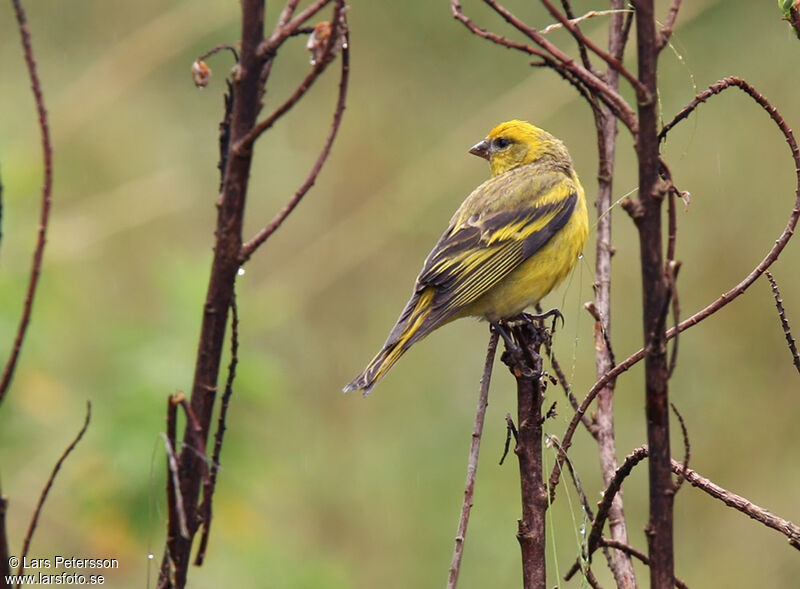 Serin à calotte jaune