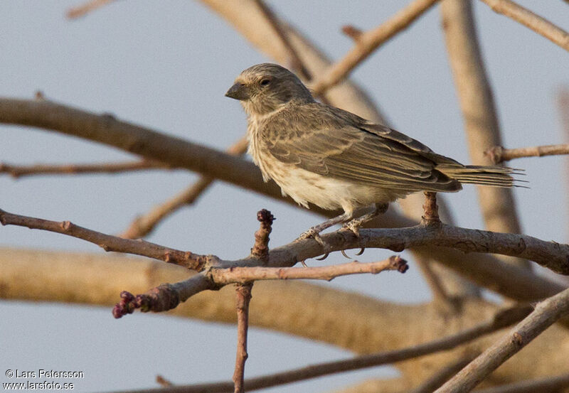 Serin à croupion blanc