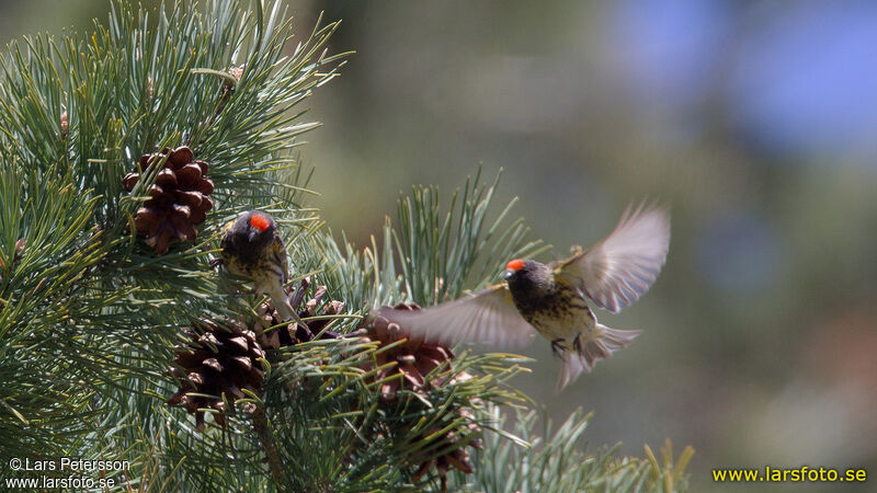 Serin à front rouge