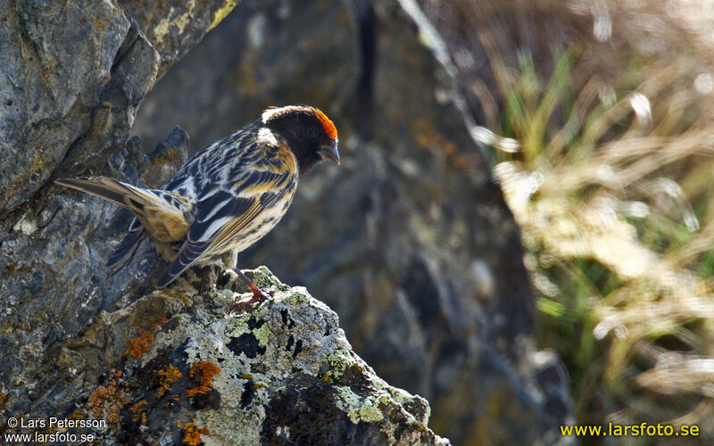 Serin à front rouge