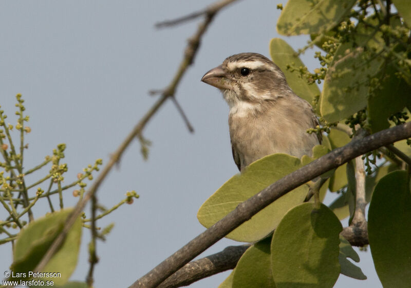 White-throated Canary