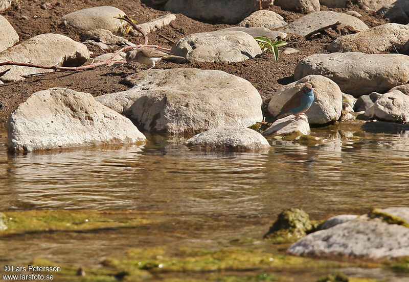 Serin à gorge jaune