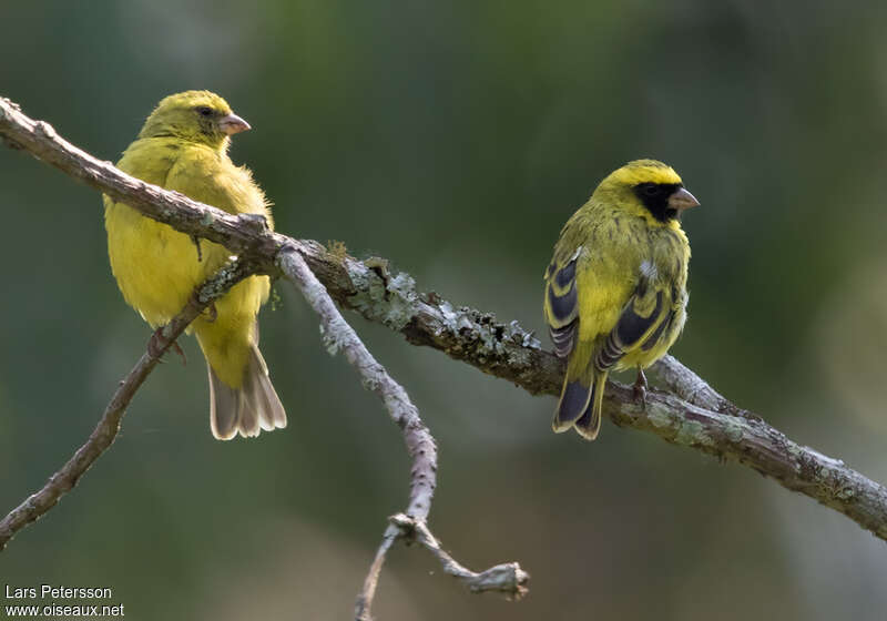 Black-faced Canaryadult, pigmentation