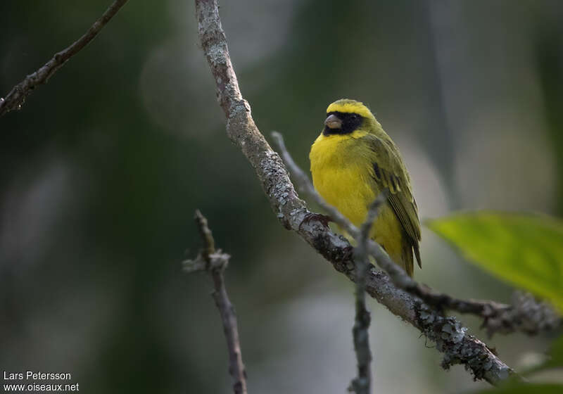 Black-faced Canary male adult, close-up portrait