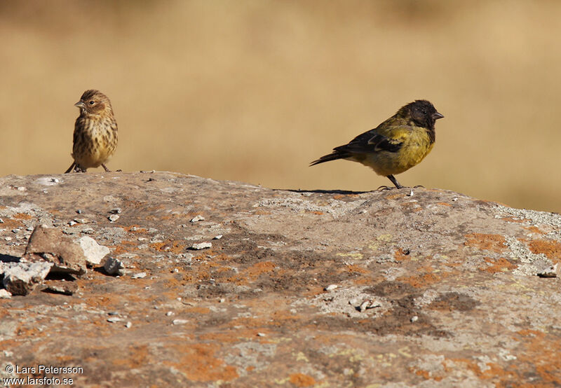 Serin à tête noire