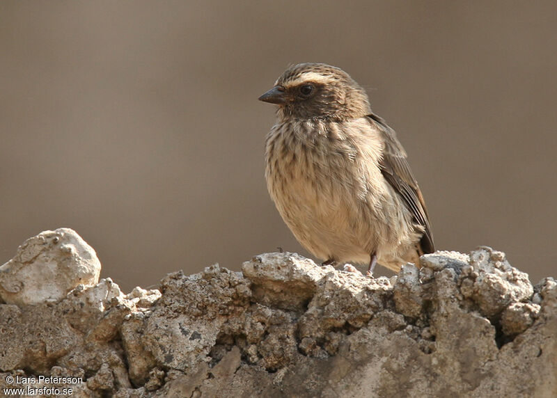 Brown-rumped Seedeater