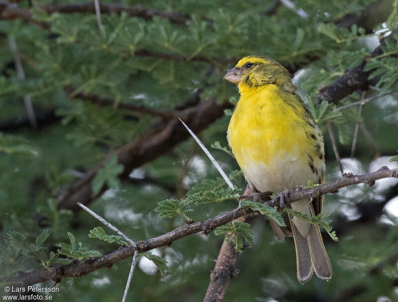 Serin à ventre blanc