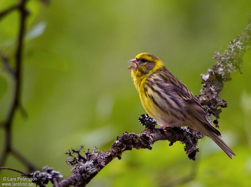 Serin cini