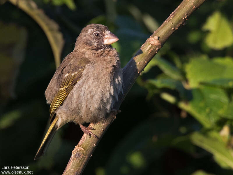 Serin de Burtonadulte, identification