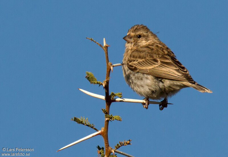 Serin de Sainte-Hélène