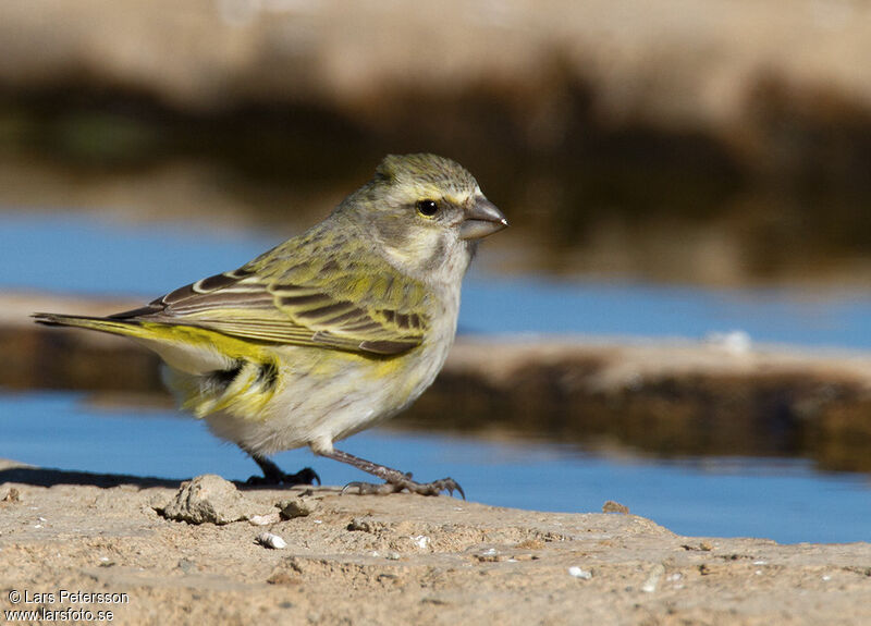 Serin de Sainte-Hélène